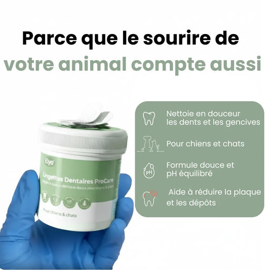 Lingettes Dentaires ProCare