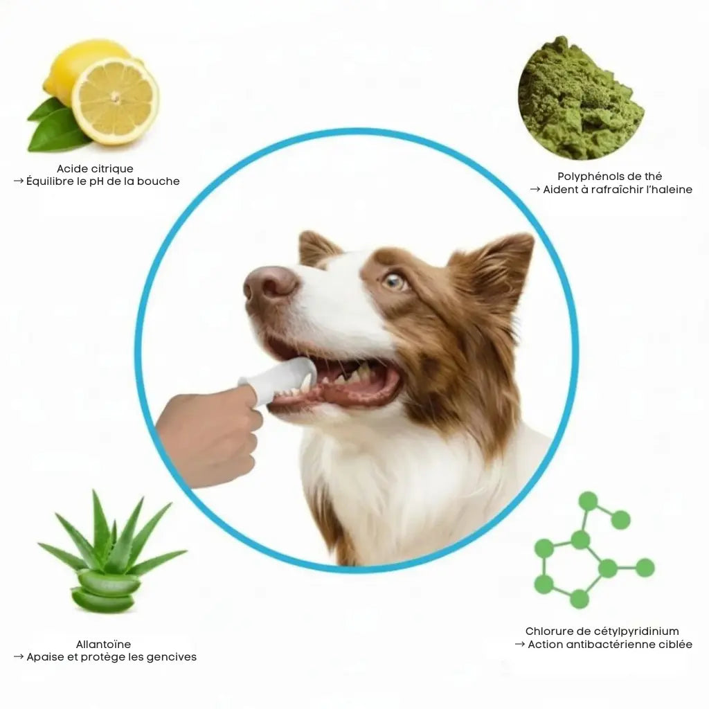 Lingettes Dentaires ProCare