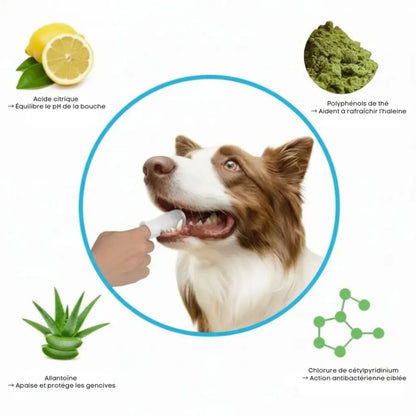 Lingettes Dentaires ProCare