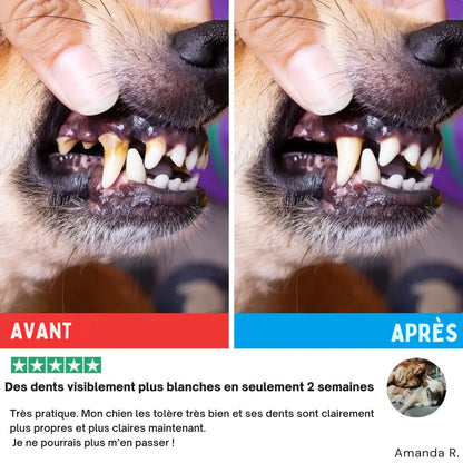 Lingettes Dentaires ProCare